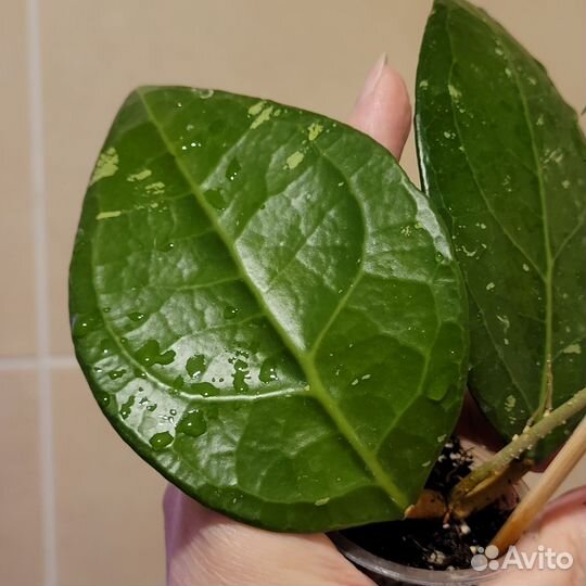 Хойя vеrtiсillаtа sр. lаmрung