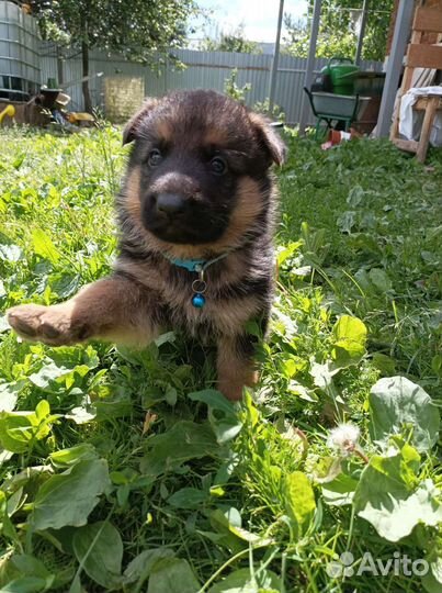 Немецкая овчарка