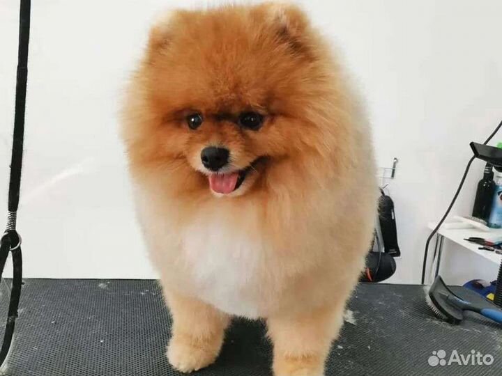 Грумер, стрижка собак