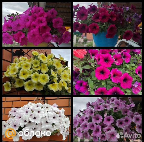 Петунии сортовые