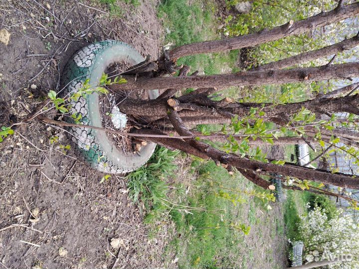 Вишня ашинская