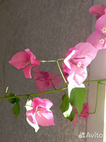 Цветы бугенвилия