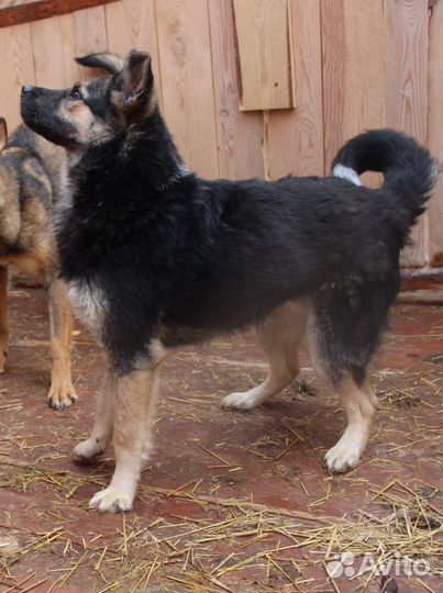 В добрые руки