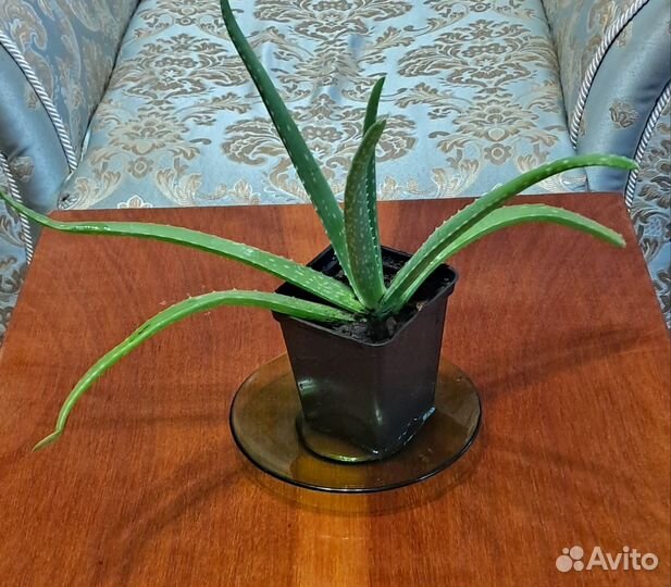 Алоэ вера растение