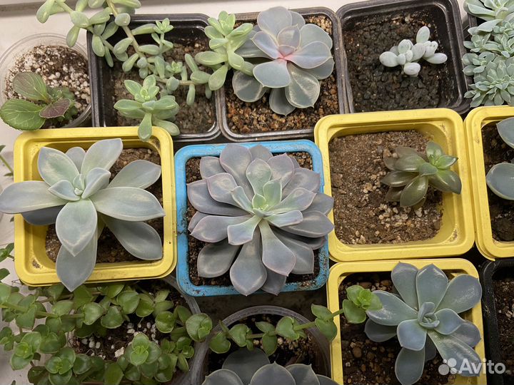 Суккуленты