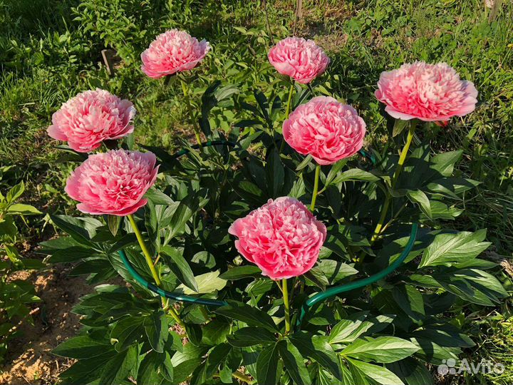 Кустодержатель (опора) для растений, металлический