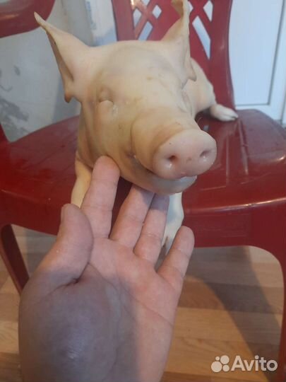 Молочные поросята продукты