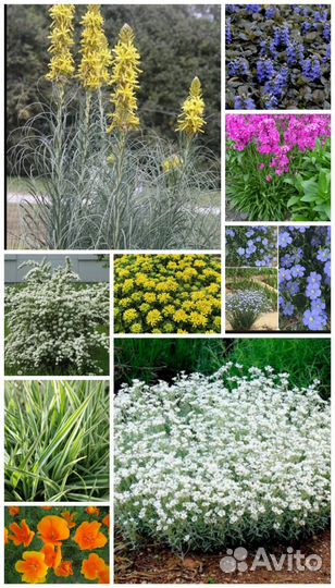Садовые растения,цветы