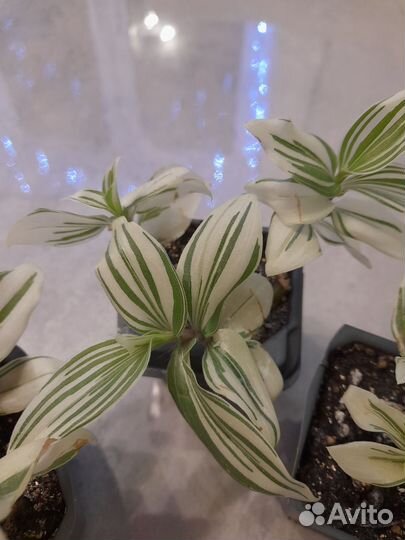 Традесканция бело-зелёный