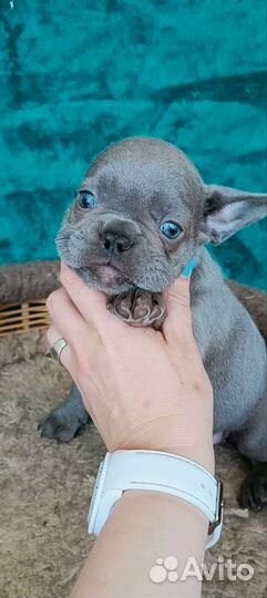 Лиловые девочки французский бульдог щенки