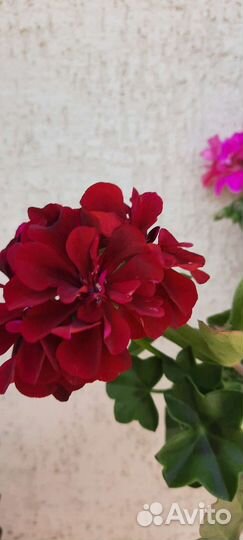 Пеларгония,герань
