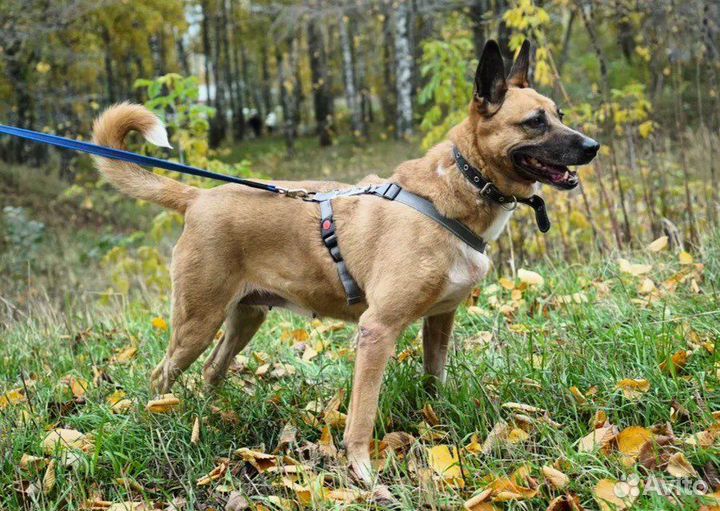 Собачка из приюта ищет дом