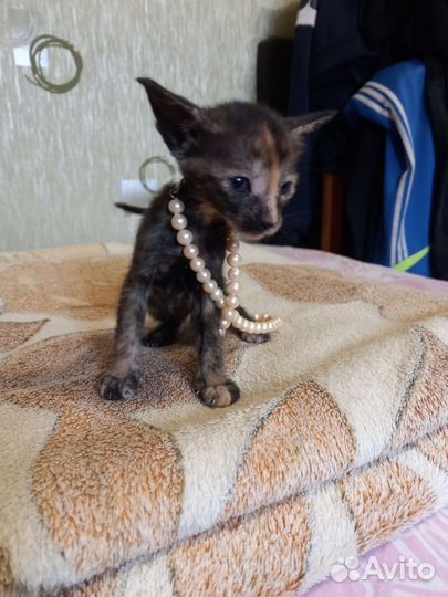 Кошка