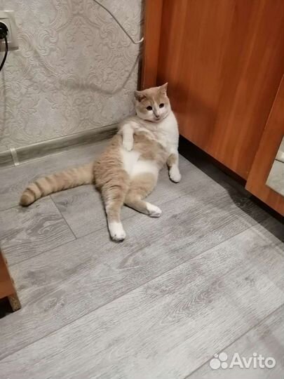 Кот в дар, кастрирован