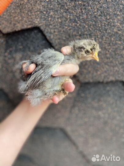 Китайские шелковые цыплята