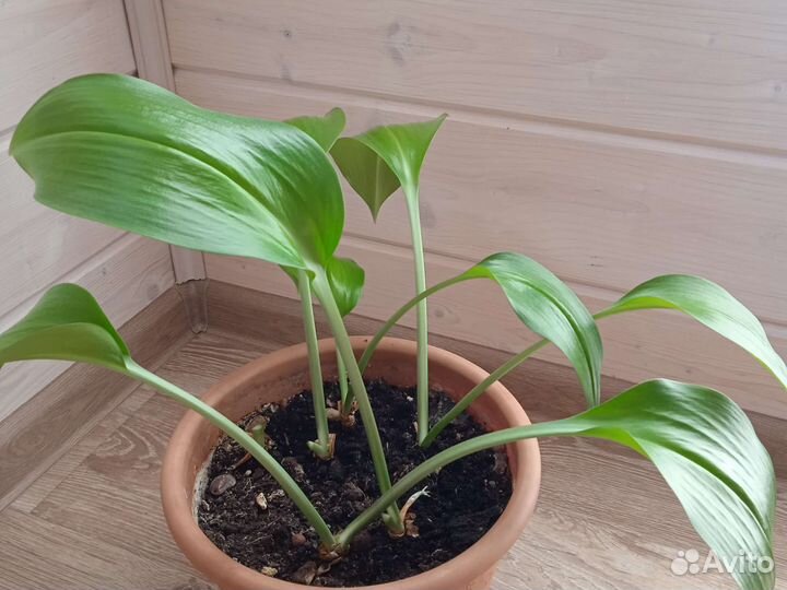 Фикус мокламе, эухарис/амазонская лилия