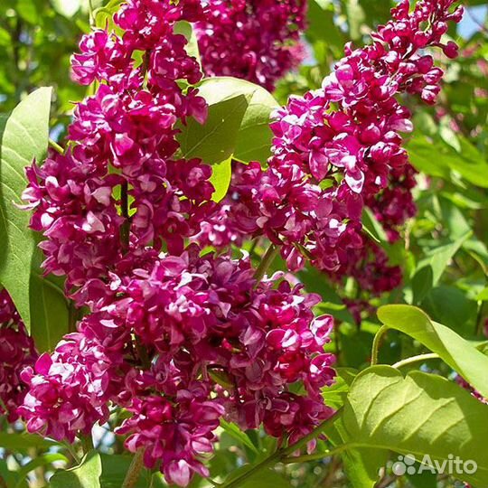 Сирень Красная Москва и еще 15 сортов (розн., опт)