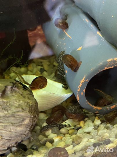 Аквариумные рыбки