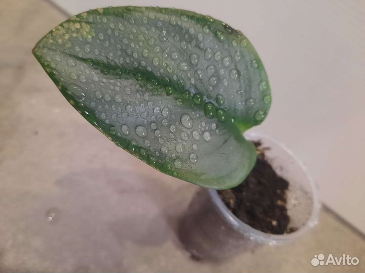 Сциндапсус дарк форм, мунлайт