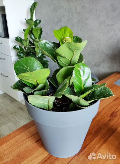 Фикус Лирата Бамбино/ Фикус Лировидный