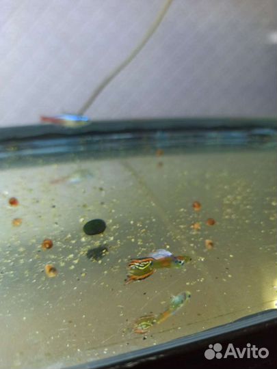 Рыбки Гуппи, Мини Гуппи