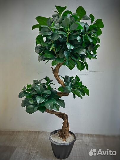 Фикус искусственный. Искусственные цветы