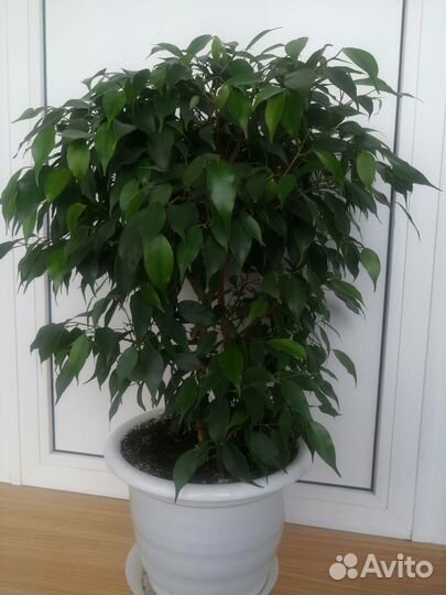 Фикус Наташа