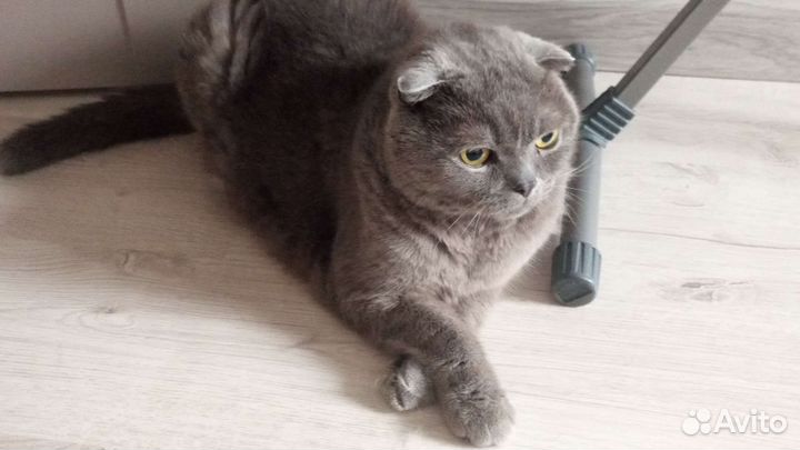 Британский вислоухий кот