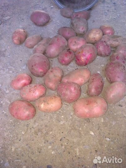 Продам картофель