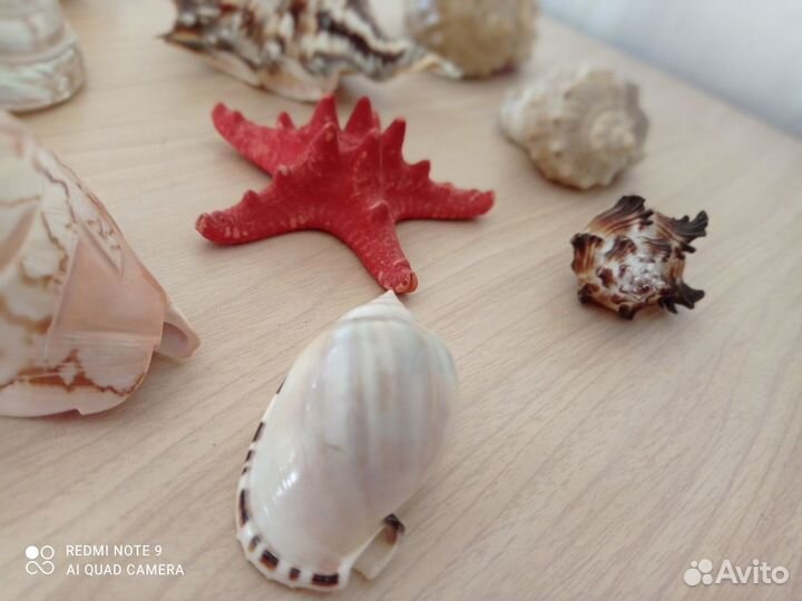 Ракушки для аквариума (набор) 11 штук