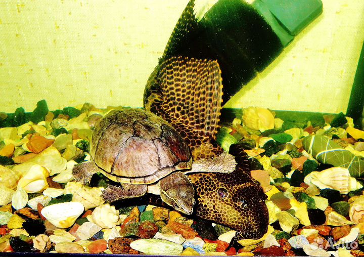 Мускусная черепаха и сом