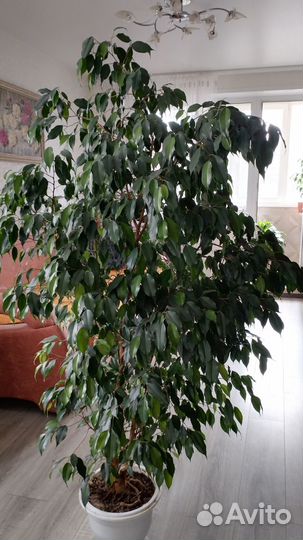 Фикус бенджамина