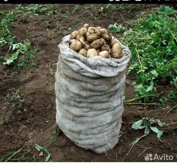 Продам картофель
