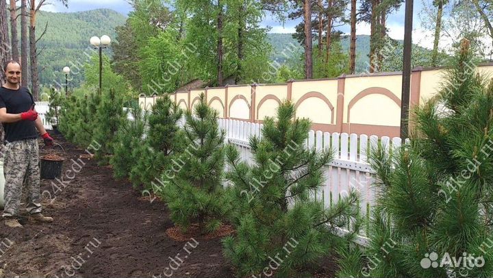 Саженцы кедра от производителя экстра класс