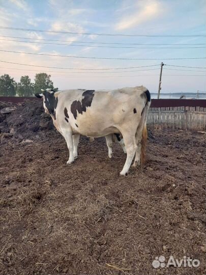 Корова с теленком