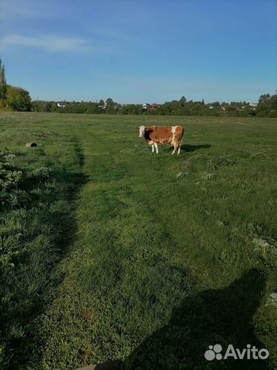 Продается высокоудойная корова