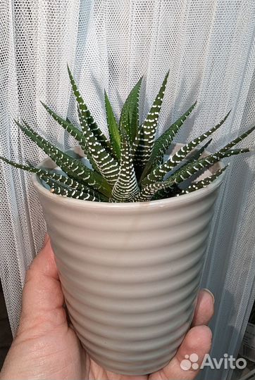 Хавортия полосатая