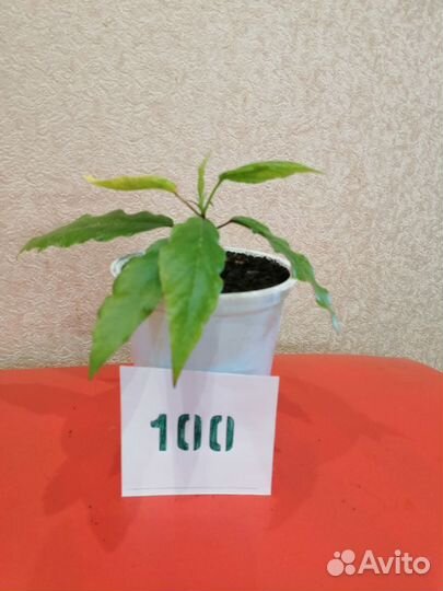 Комнатные растения