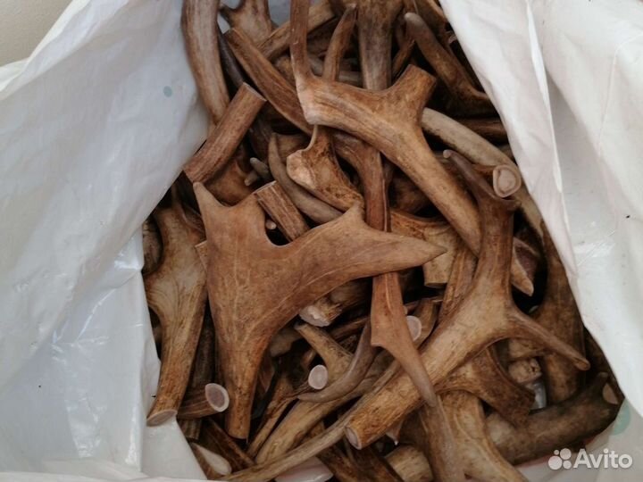 Рога оленя для собак