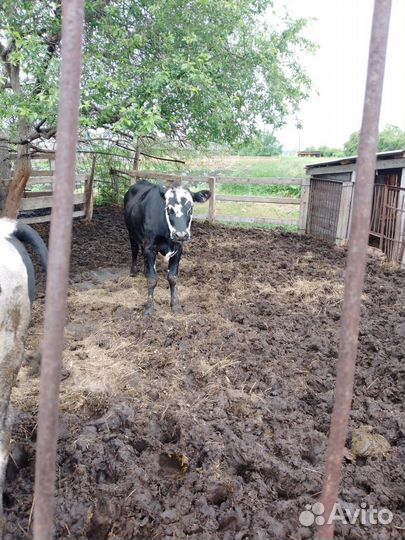 Тёлки и бык