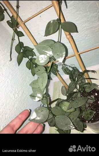 Хойи сортовые