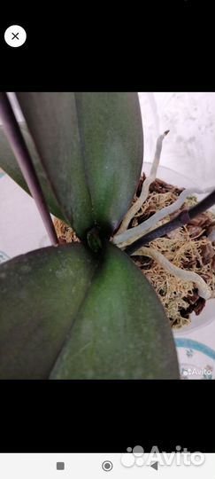 Орхидея фаленопсис