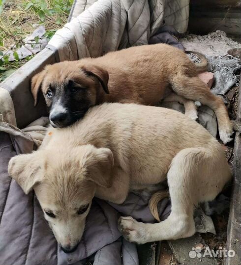Собаки бесплатно в добрые руки щенки