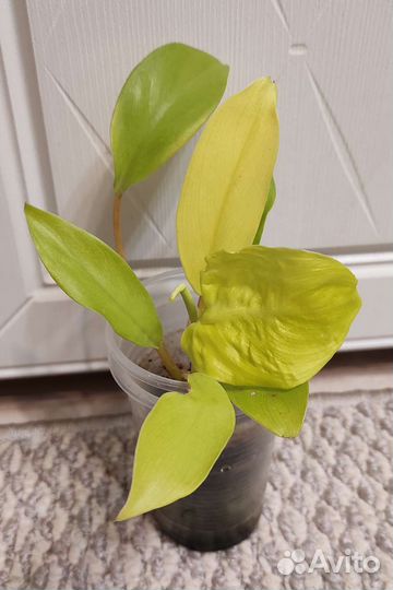 Филодендроны