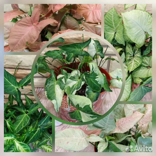 Сингониумы сортовые. Комнатные растения