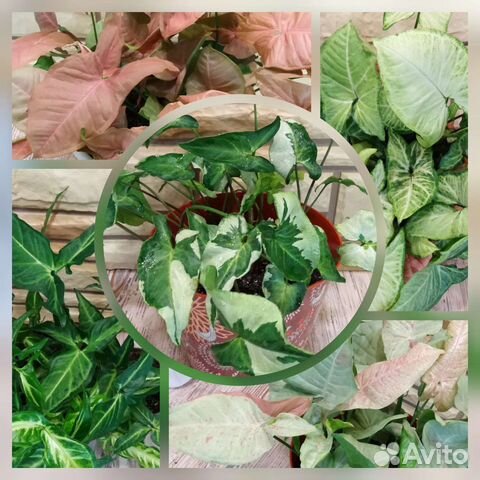 Сингониумы сортовые. Комнатные растения