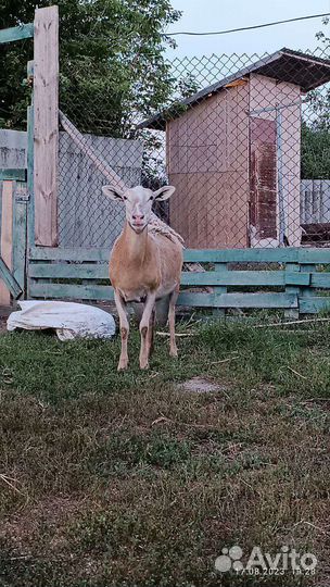 Катумские бараны