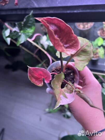 Клубничный лед