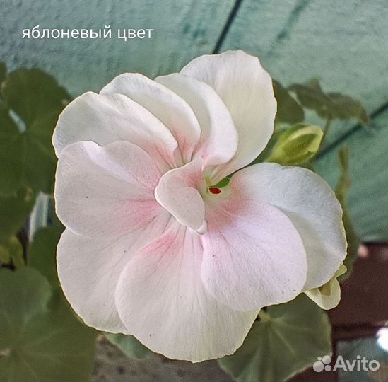 Пеларгония герань сортовая