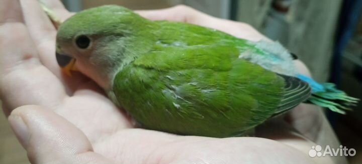 Попугай неразлучник